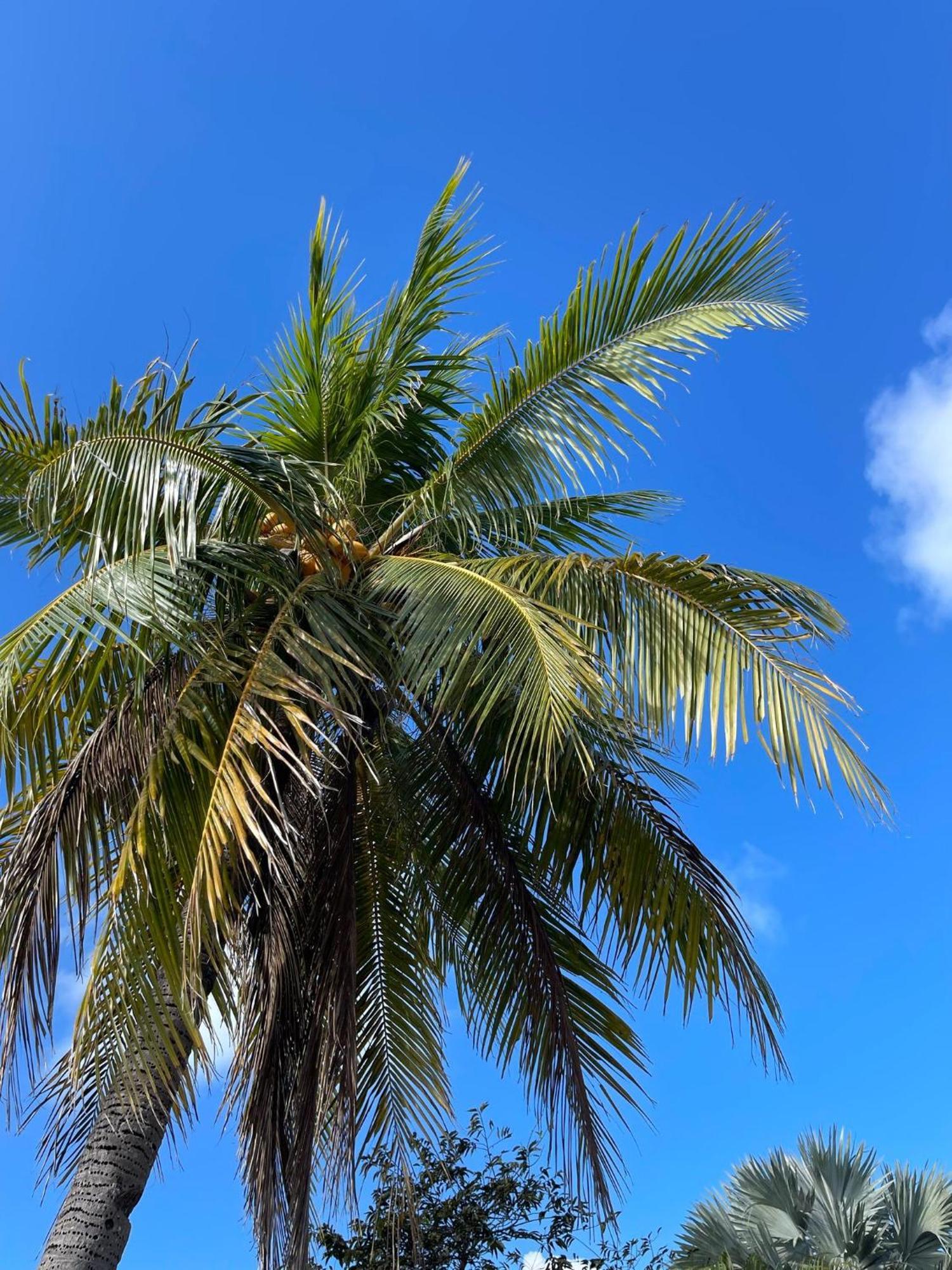 Golden Palms House Bed & Breakfast Nassau Exterior foto